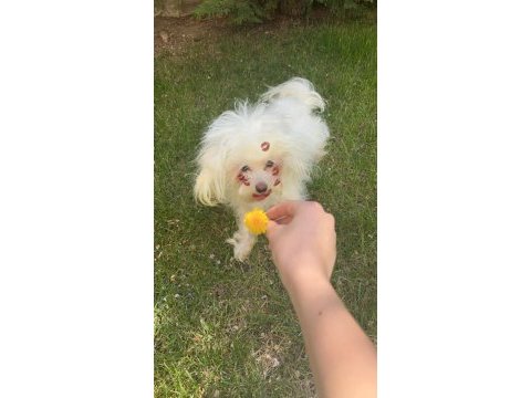 1 yaşında erkek maltese terrier yeni yuvasını arıyor