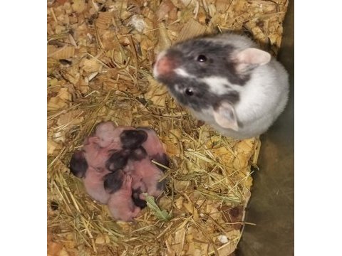 Rengarenk suriye ırkı yavru hamsterlar