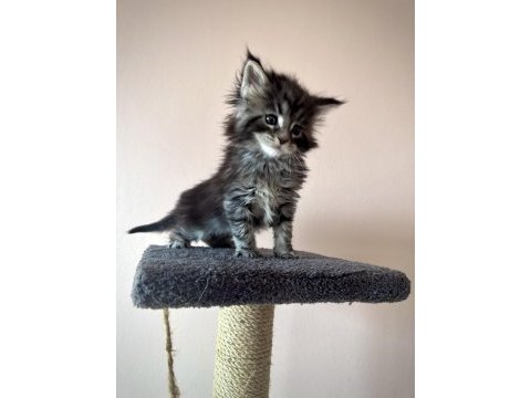 Black smoke & ns22 mainecoon yavrular