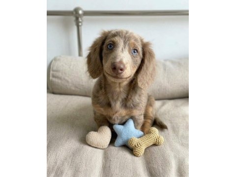 Göz kamaştıran nadir bulunan ısabella dachshund longhair