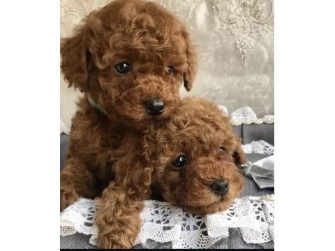 Korea poodle yavruları ankara