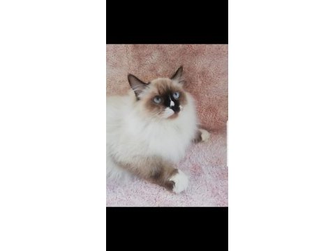 Safkan ragdoll erkek