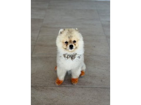 Pomeranian boo oğluma eş arıyorum