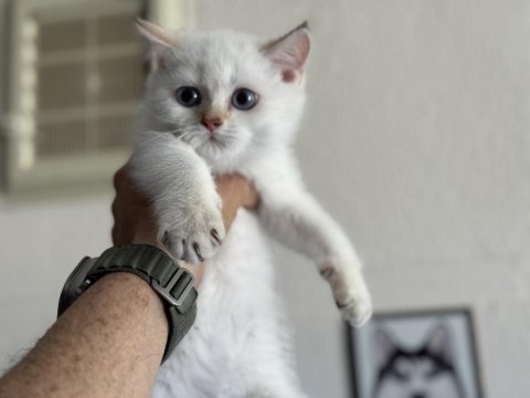 Ankaranın  en seçkin british shorthair yavruları