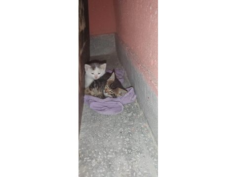 Kedilere acil yuva aranıyor