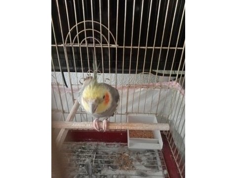 Sultan papağanı erkek konuşuyor + kümes