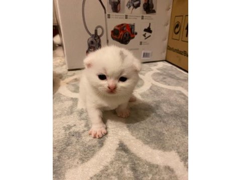 Safkan scottish fold yavrularımız yeni sahibini bekliyor