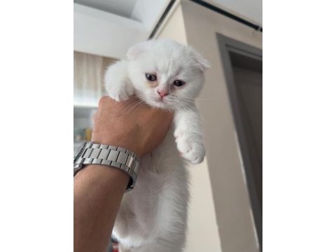 0-3 aylık scottish fold