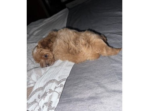 3 aylık yavru toy poodle