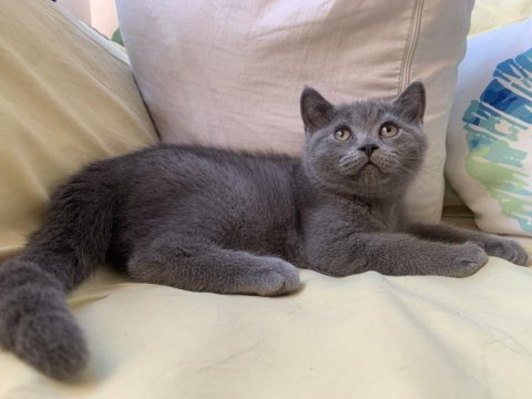 British shorthair sahiplendirme