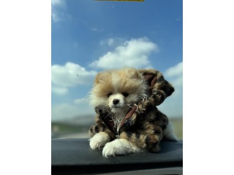 40 günlük pomeranian siyah ve beyaz