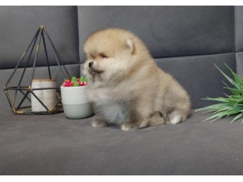 Teddy bear boo yavrular taksitle heryere gönderilir 