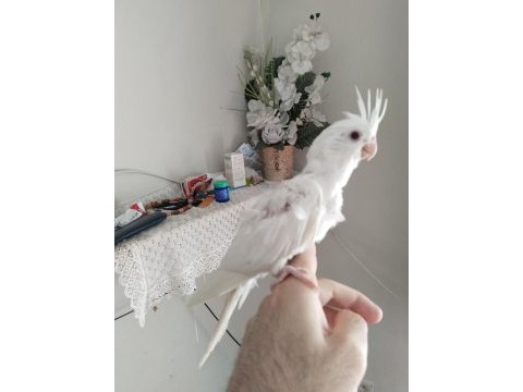 Albino sultan papağanı yavru