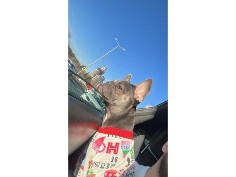 8 aylık french bulldog anatomisi harika lilac tan