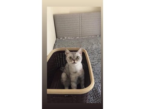 Fıstık hamım british shorthair