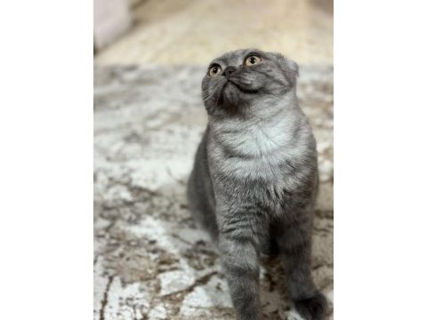 7 aylık scottish fold kedimiz sahiplendirilecek
