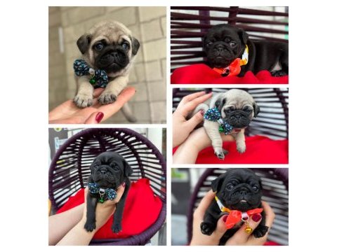 Rezerveye açık pug yavrular