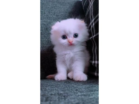 British longhair istanbul içinde ulaşımını sağlıyorum
