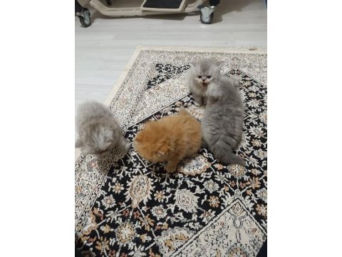 1 anne 2 yavru iran kedisi toplu veya tek