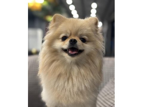 Minyatür pomeranian wc eğitimli uyumlu uysal