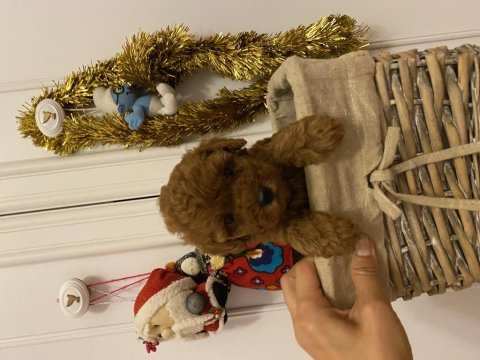 Oyuncu toy poodle bebekler