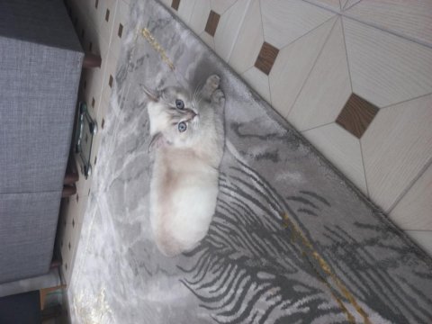 British shorthair blue point