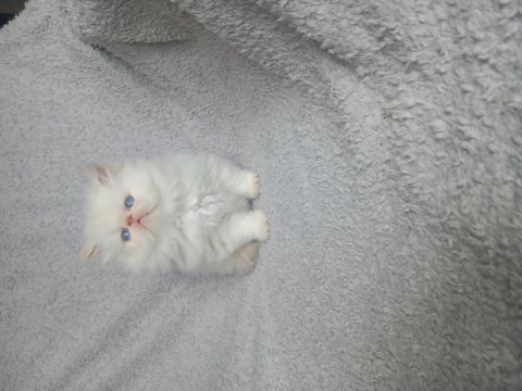 Yakışıklı erkek yavru kedimiz yeni yuvasını arıyor