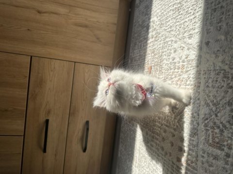 Oyuncu ve sevecen scottish longhair yavru