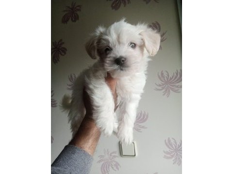 Terrier her renk uygun