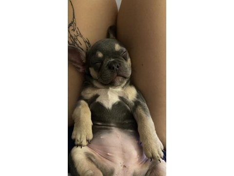 French bulldog blue tan yavru