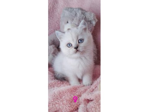 3 yeni british longhair bebekler