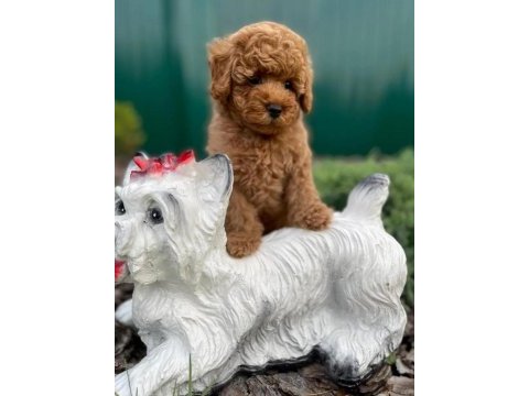 Toy poodle yavrularımız