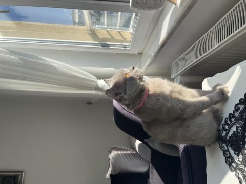 Eğitimli aşılı british shorthair