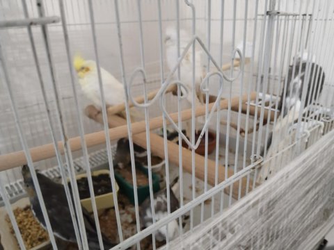 El beslemesi sultan papağanı yavrular