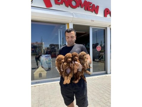 Toy poodle yavrular hazır ankara mağazamızda  görün 