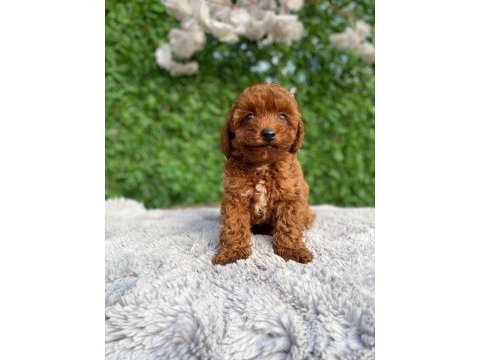 Toy poodle bebekler