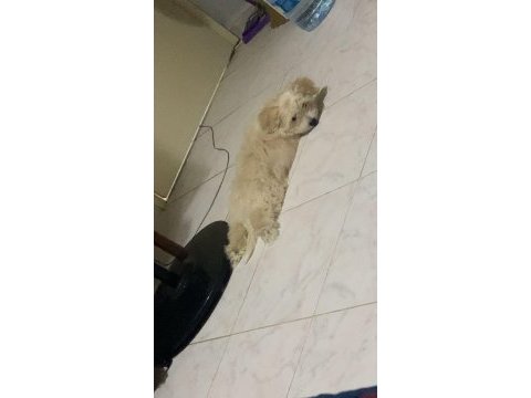 Maltipoo köpeğimizi sahiplendirme