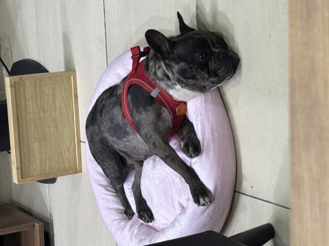 Dişi french bulldog