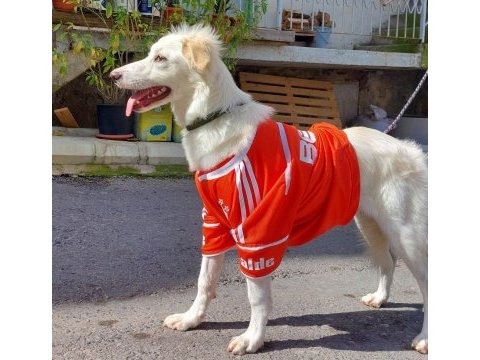 1 yaşında dişi labrador