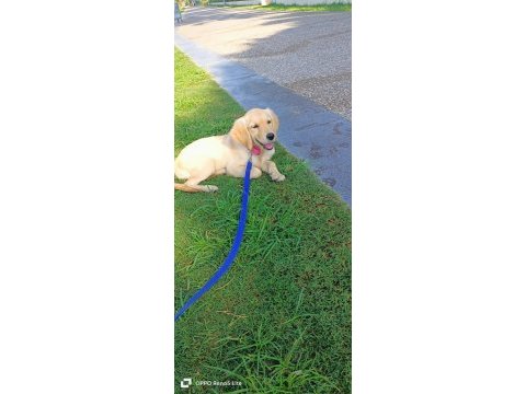 Saf golden retriever