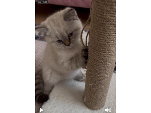 British shorthair yavru