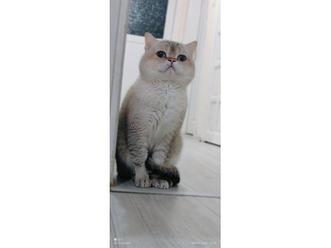 British shorthair kedimize eş aranıyor