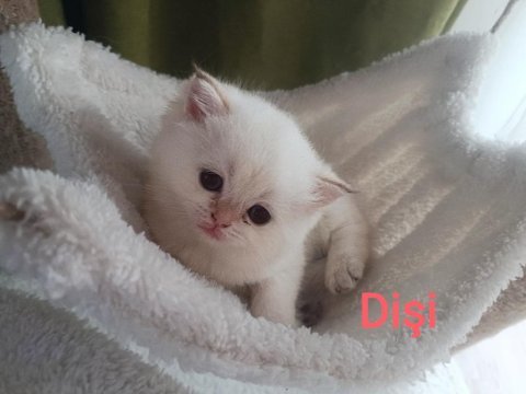 British shorthair golden dişi