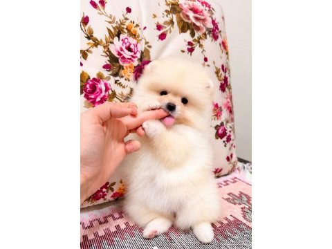 Ayı surat dişi pomeranian boo yavru