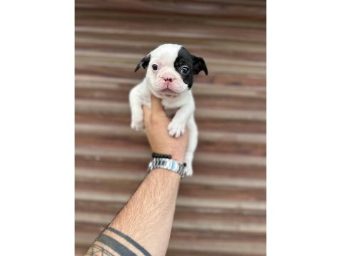 Korsan maskeli orjinal bulldog
