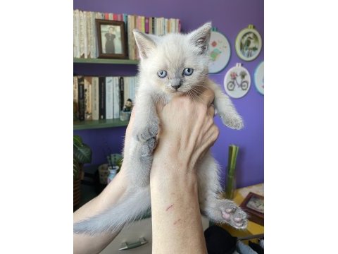 Sahiplendirme british shorthair