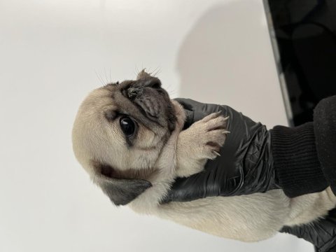 Üst kalite pug mops bebeler