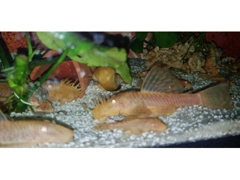 Albino cüce vatoz