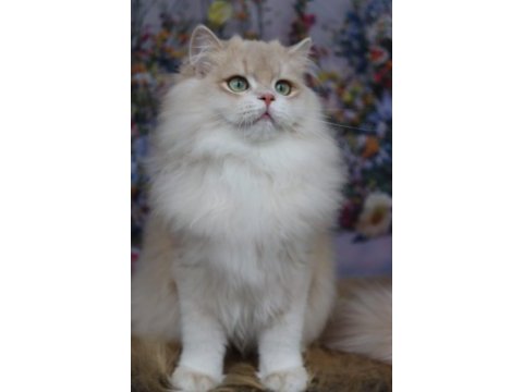 British longhair erkek