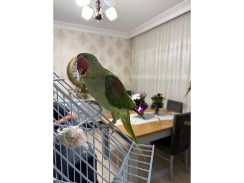 Dişi iskender papağanı kafes dahil